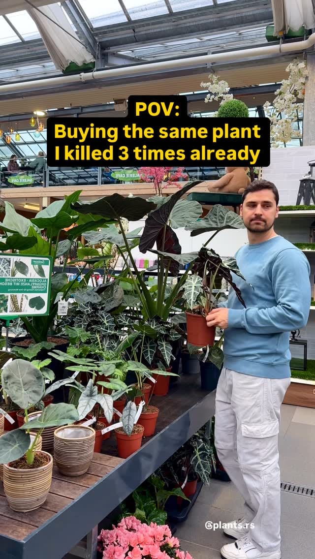 Post 5 by Ivan Ilic | Houseplants 🌱 on Instagram (video)