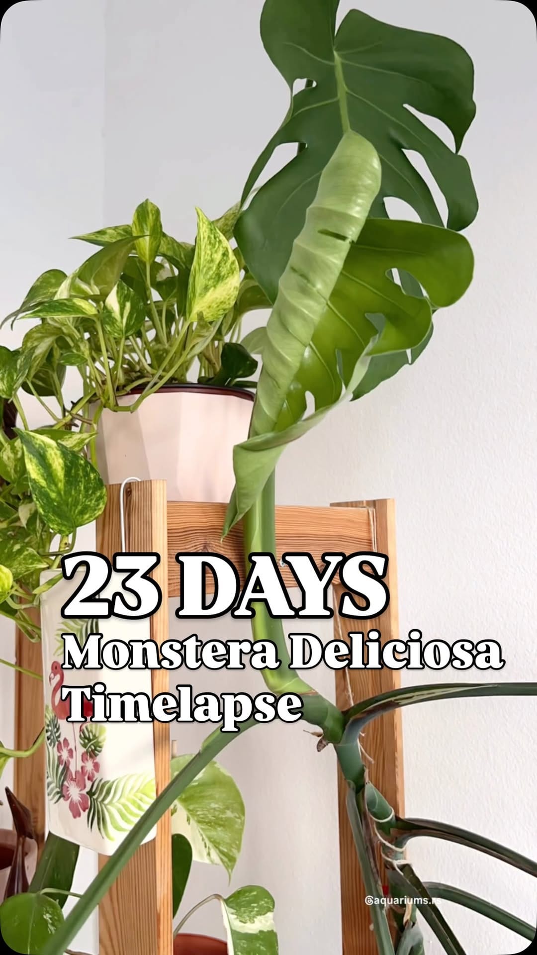 Post 8 by Ivan Ilic | Houseplants 🌱 on Instagram (video)