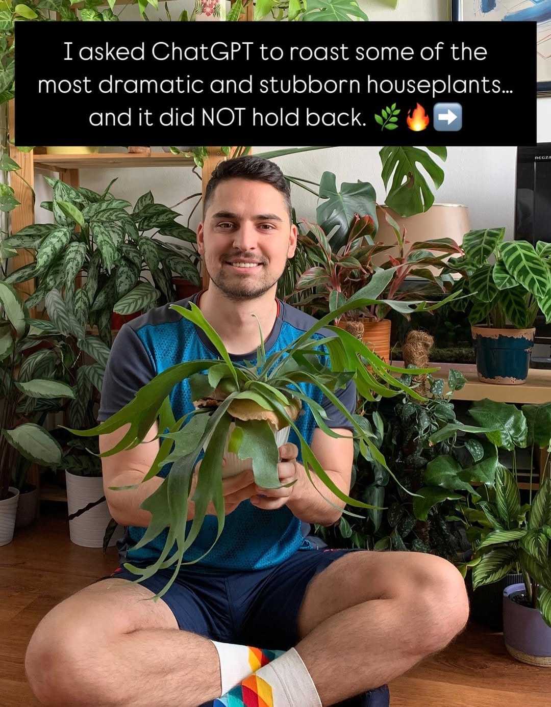 Post 7 by Ivan Ilic | Houseplants 🌱 on Instagram (carousel)