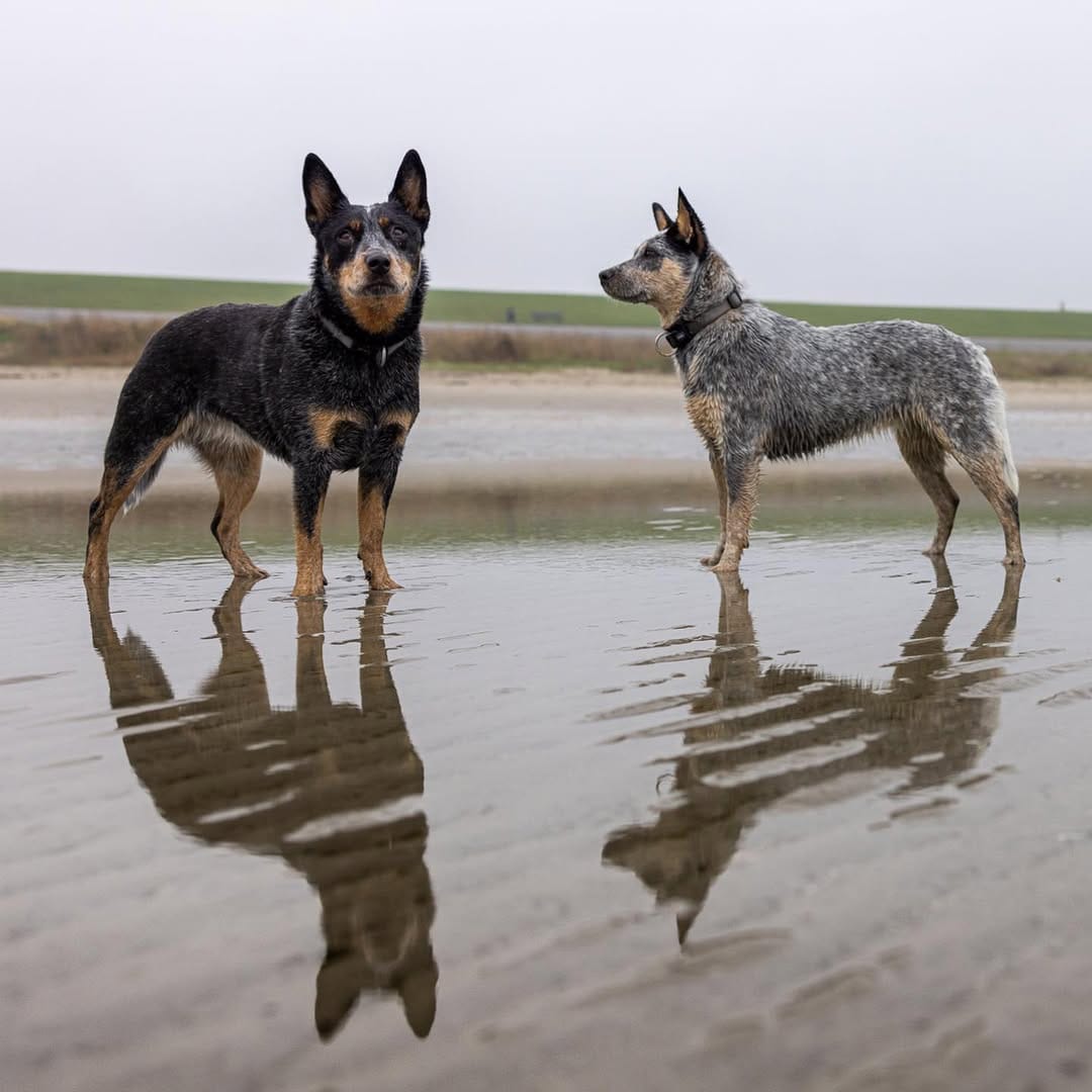Post 8 by Bespin & Fenves - Blue Heeler on Instagram (carousel)