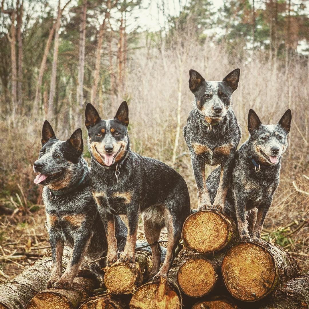 Post 10 by Bespin & Fenves - Blue Heeler on Instagram (image)