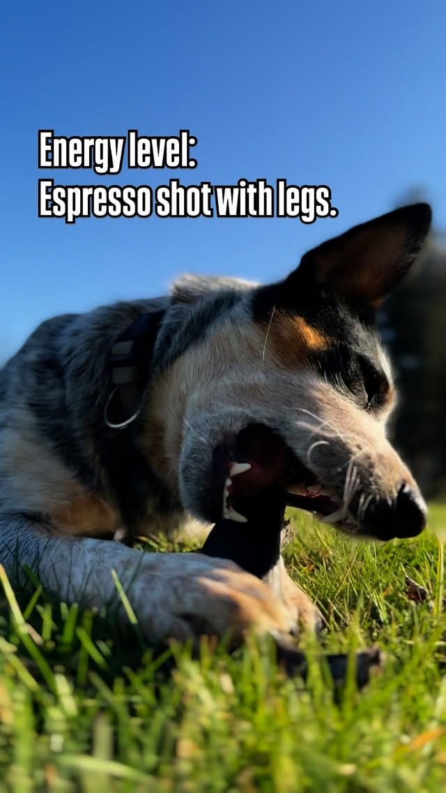 Post 7 by Bespin & Fenves - Blue Heeler on Instagram (video)