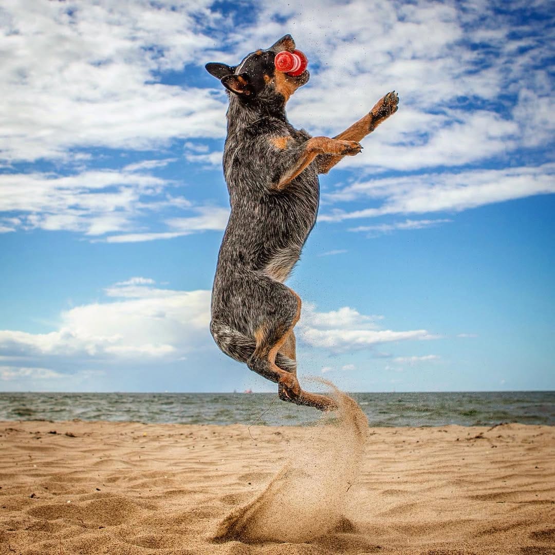 Post 9 by Bespin & Fenves - Blue Heeler on Instagram (image)