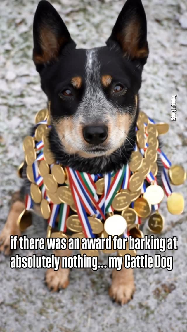 Post 1 by Bespin & Fenves - Blue Heeler on Instagram (video)