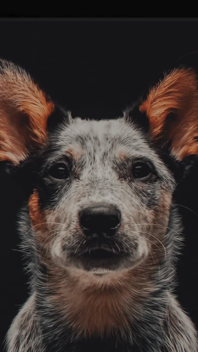 Post 2 by Bespin & Fenves - Blue Heeler on Instagram (video)