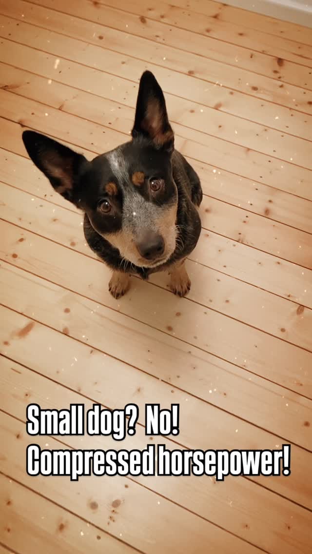 Post 6 by Bespin & Fenves - Blue Heeler on Instagram (video)
