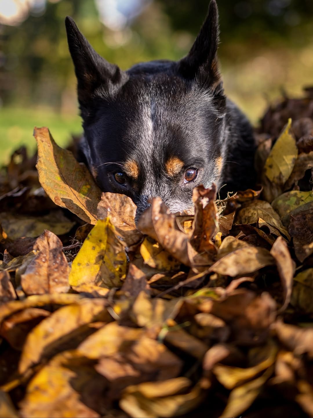 Post 4 by Bespin & Fenves - Blue Heeler on Instagram (carousel)