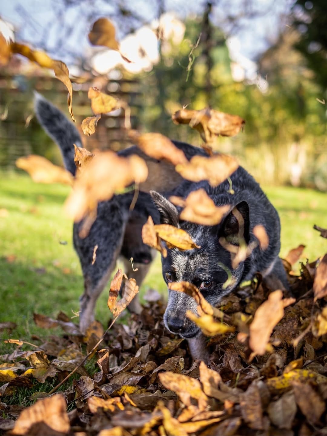 Post 3 by Bespin & Fenves - Blue Heeler on Instagram (image)