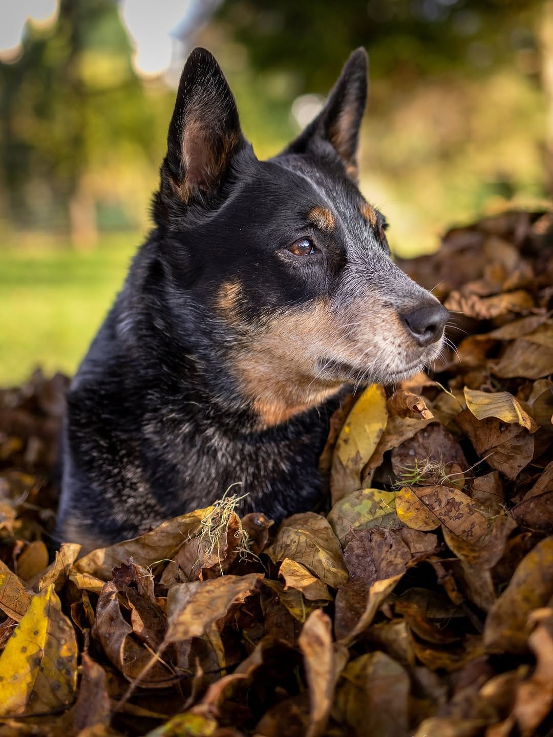 Post 5 by Bespin & Fenves - Blue Heeler on Instagram (carousel)
