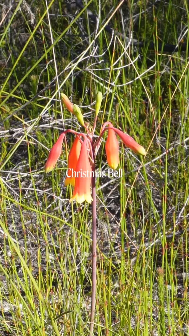 Post 9 by Aust Bush Flower Essences on Instagram (video)