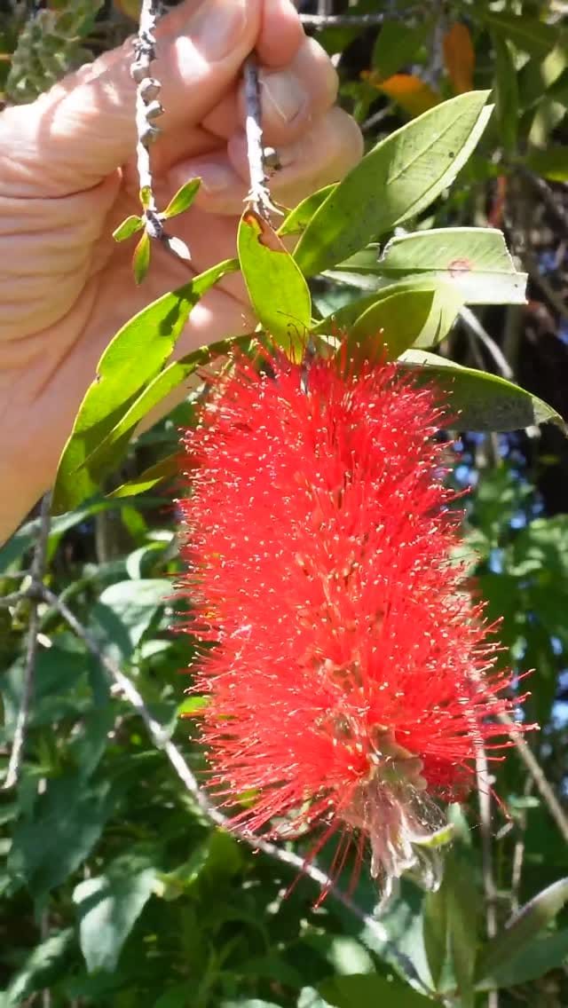 Post 3 by Aust Bush Flower Essences on Instagram (video)