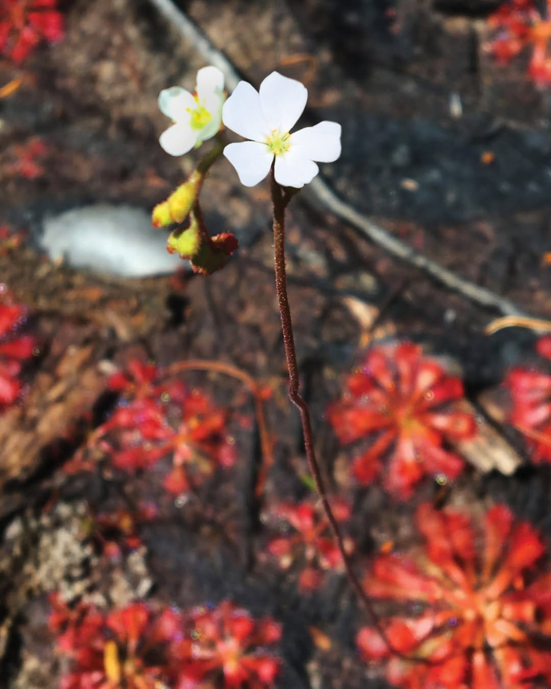 Post 5 by Aust Bush Flower Essences on Instagram (image)