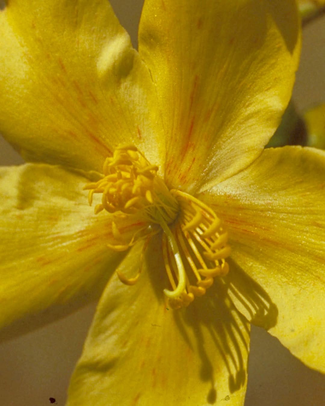 Post 7 by Aust Bush Flower Essences on Instagram (image)
