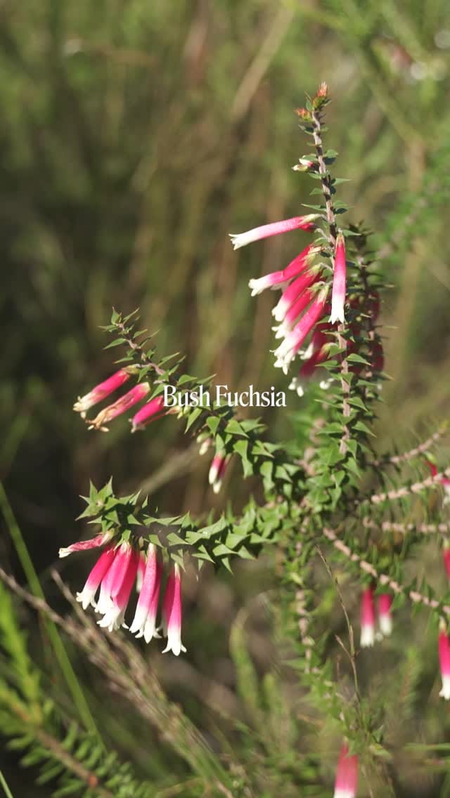 Post 2 by Aust Bush Flower Essences on Instagram (video)