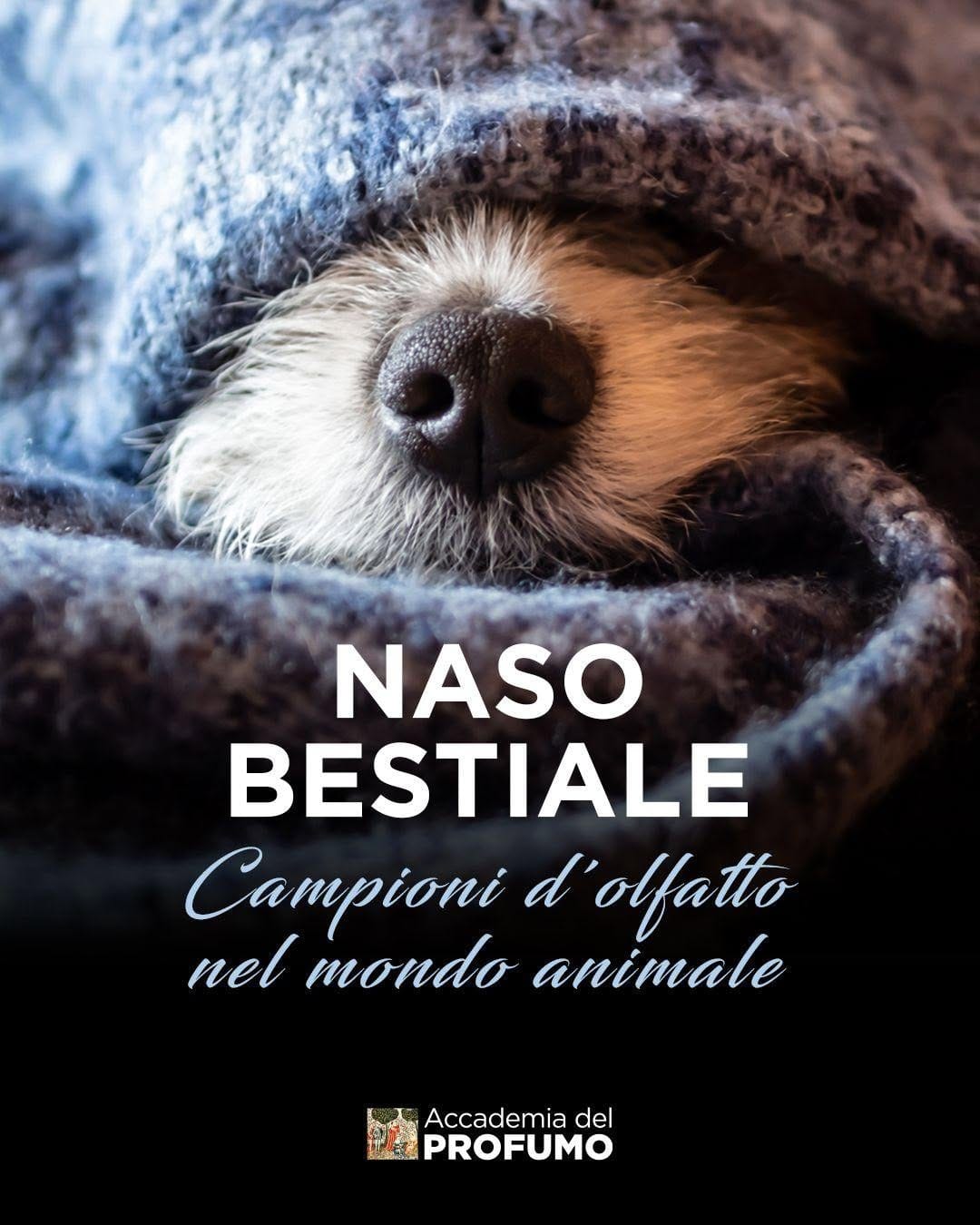 Post 2 by Accademia del Profumo on Instagram (carousel)
