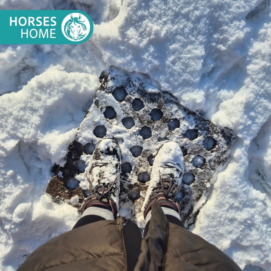 Post 6 by Horses Home INB® on Instagram (image)