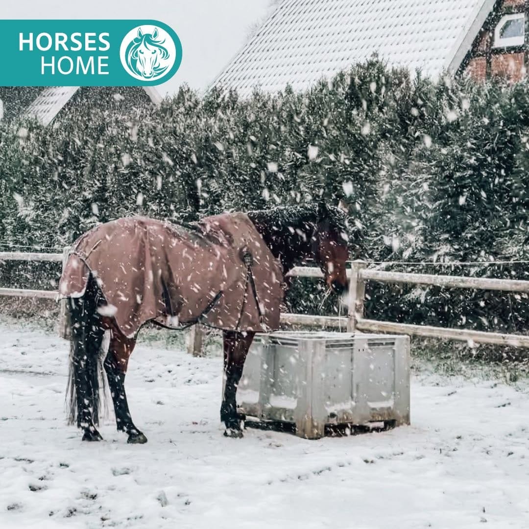 Post 5 by Horses Home INB® on Instagram (image)