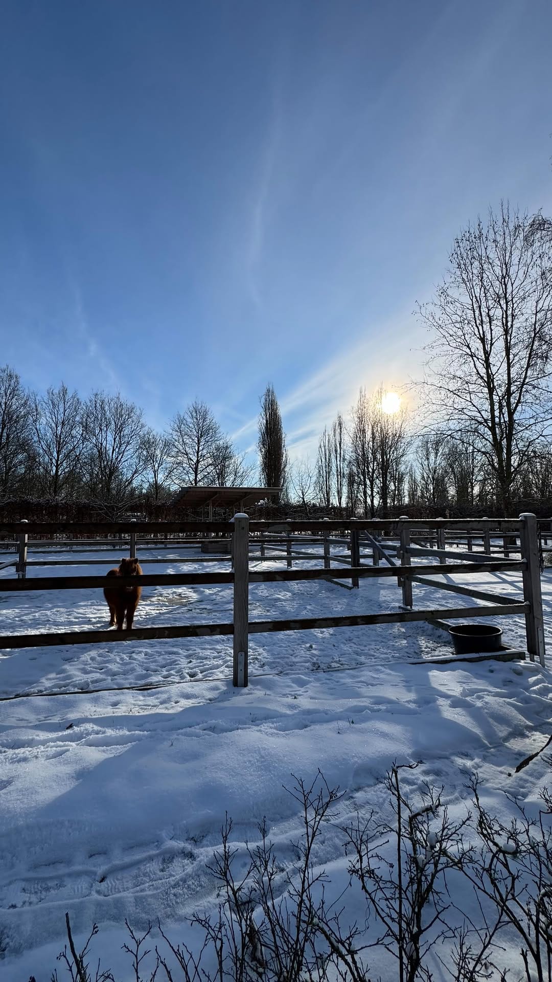 Post 4 by Horses Home INB® on Instagram (video)