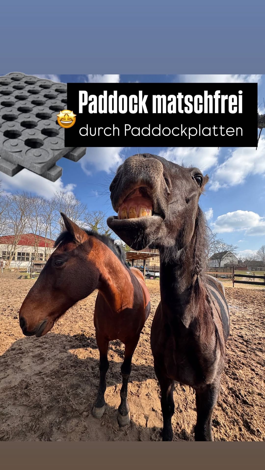 Post 8 by Horses Home INB® on Instagram (video)