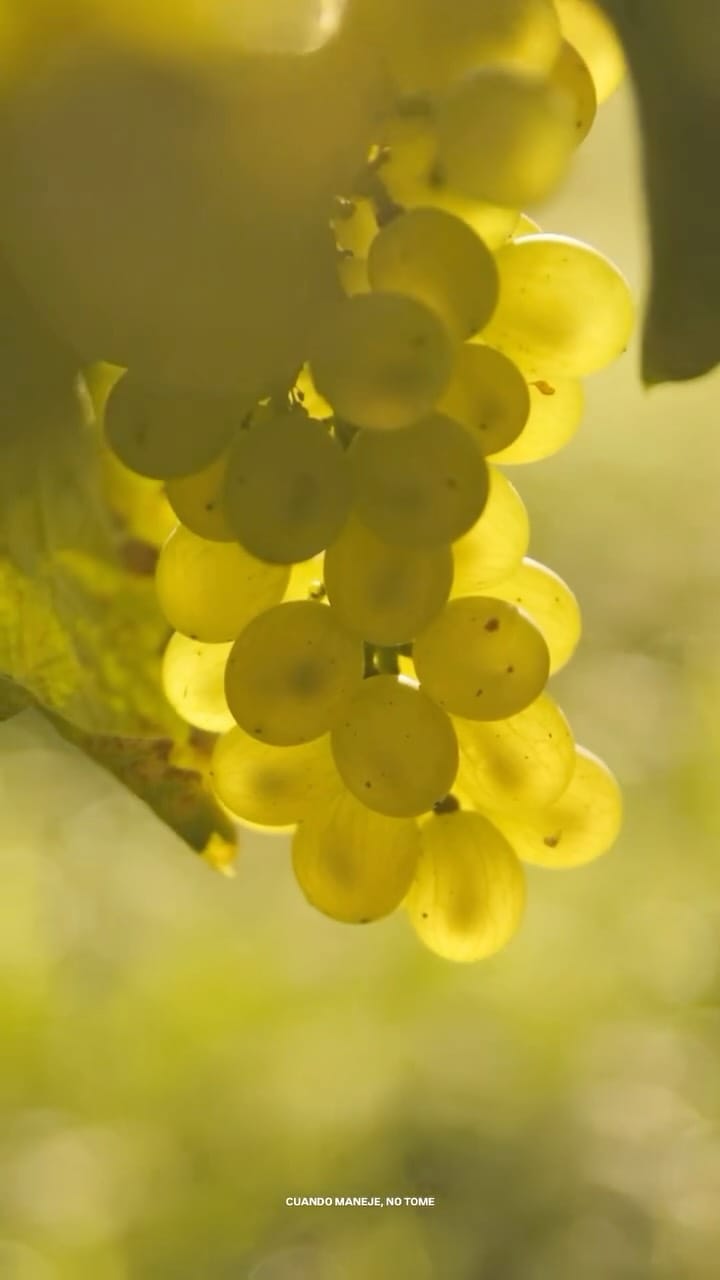 Post 10 by Felipe Motta Wine Store & Deli on Instagram (video)