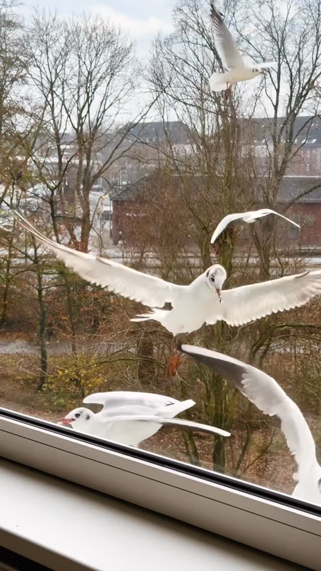 Post 5 by Hadil Gimi on Instagram (video)
