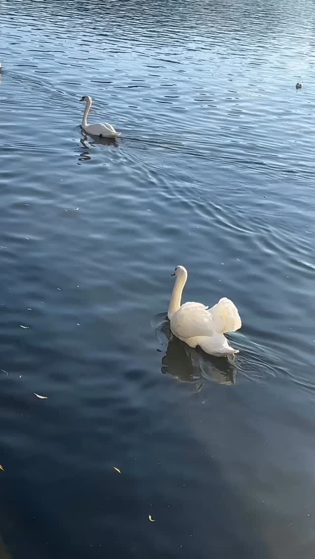 Post 9 by Nuk on Instagram (video)