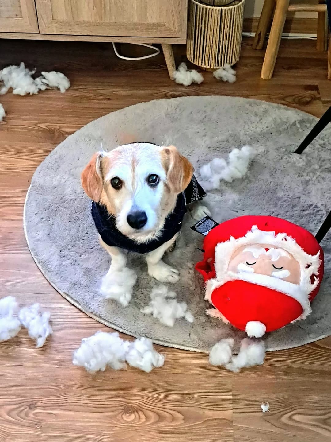 Post 9 by Sandra P. | Produkttests & Alltag 👉 Dogmum on Instagram (carousel)