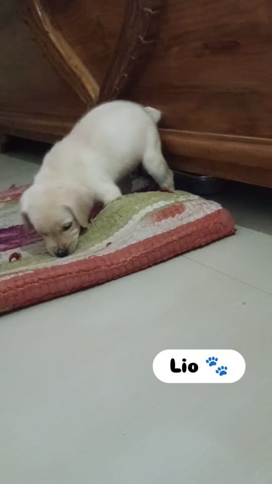 Post 5 by Priyambada swain on Instagram (video)