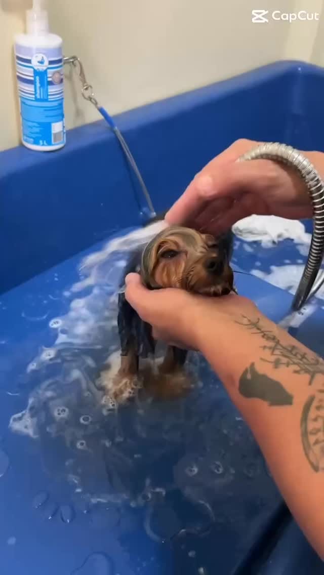 Post 3 by PetEssence on Instagram (video)