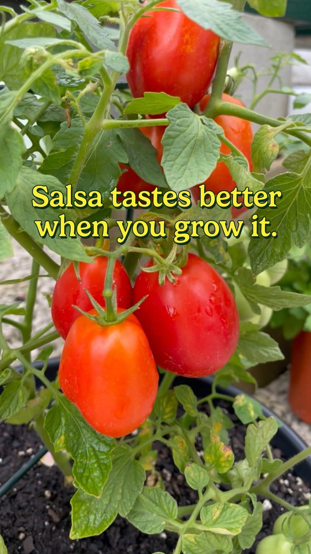 Post 4 by Ferry-Morse Home Gardening on Instagram (video)
