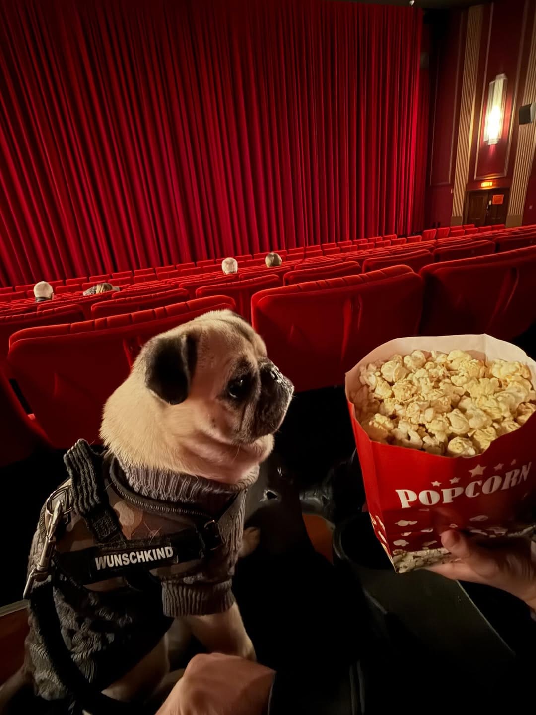 Post 5 by Sabrina & Mops Henri on Instagram (carousel)