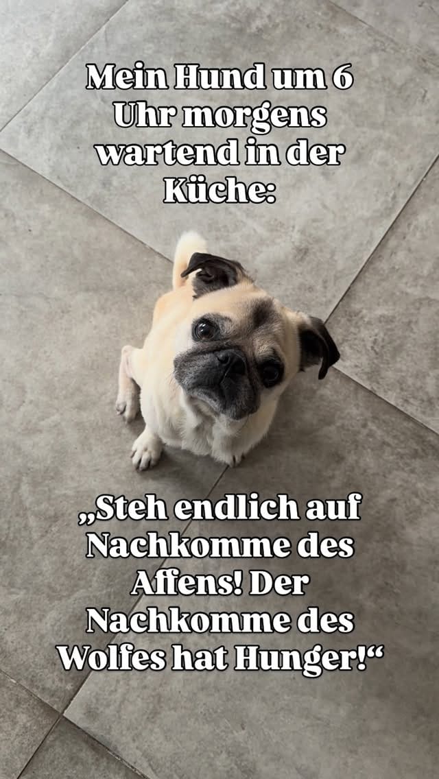Post 3 by Sabrina & Mops Henri on Instagram (video)