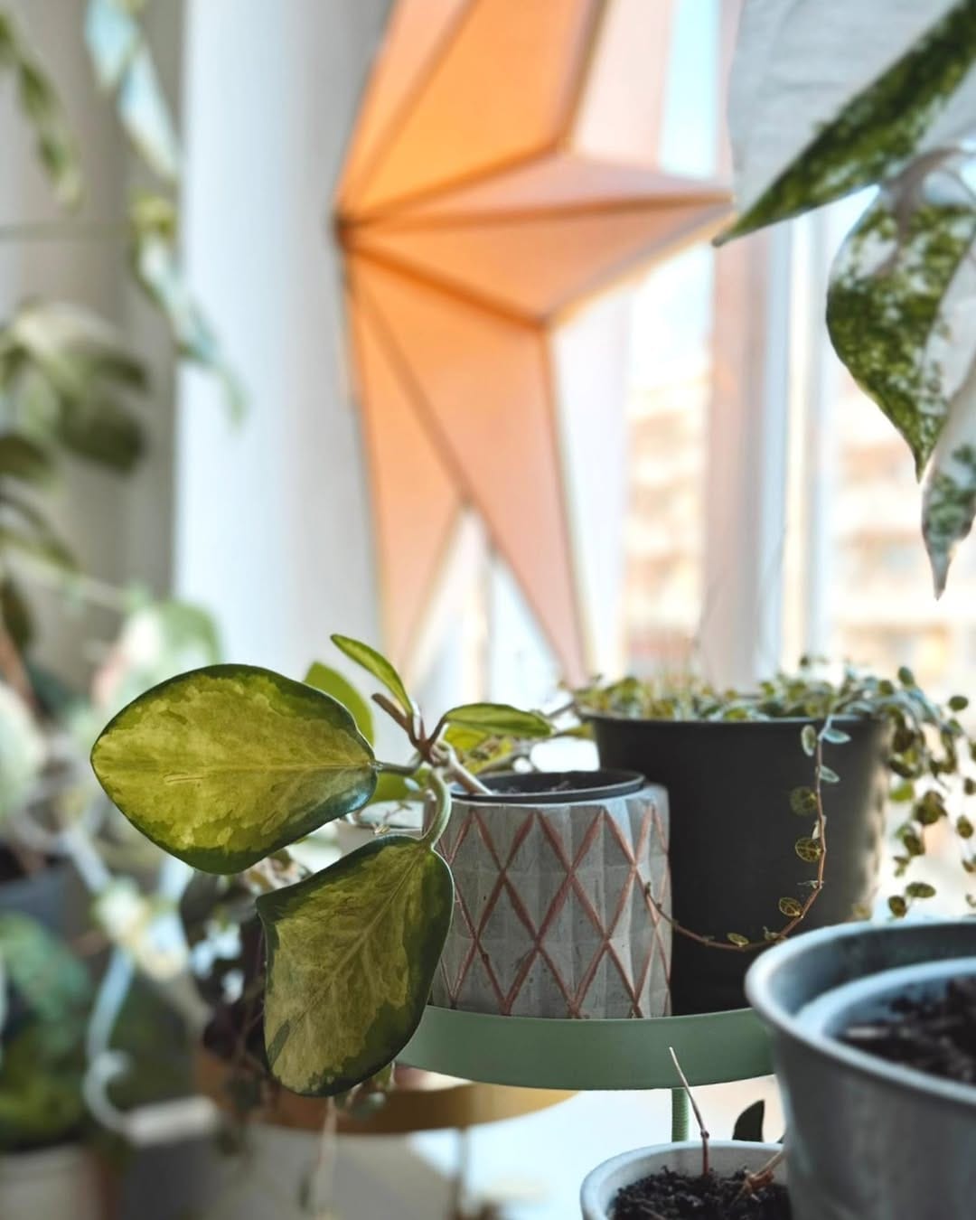 Post 1 by A store for plant lovers on Instagram (image)