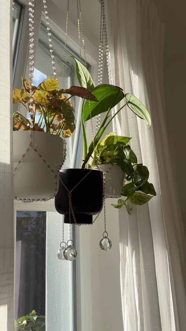 Post 2 by A store for plant lovers on Instagram (video)