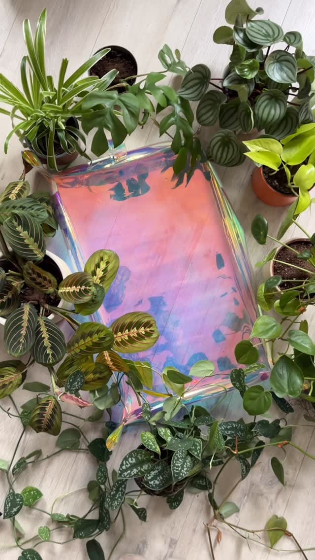 Post 9 by A store for plant lovers on Instagram (video)