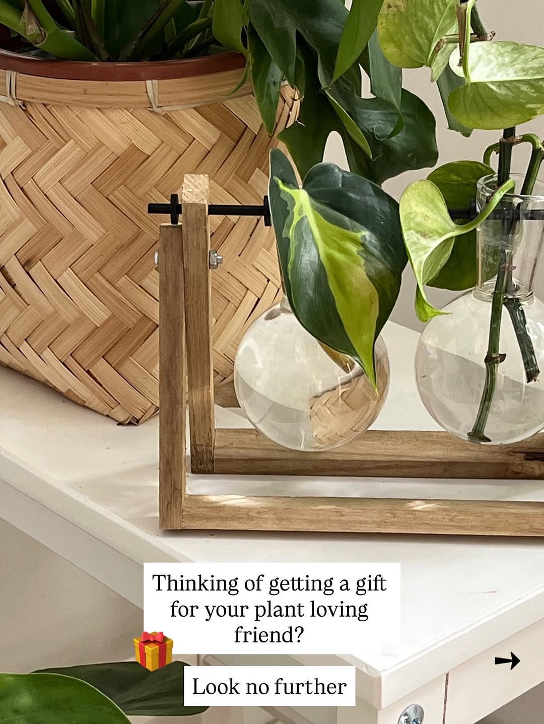 Post 4 by A store for plant lovers on Instagram (carousel)