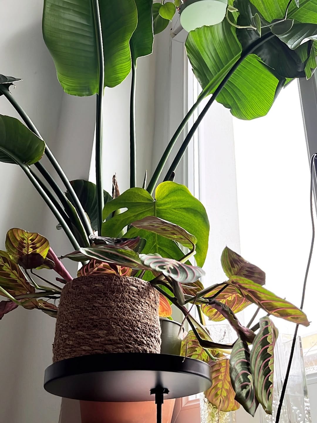 Post 8 by A store for plant lovers on Instagram (image)