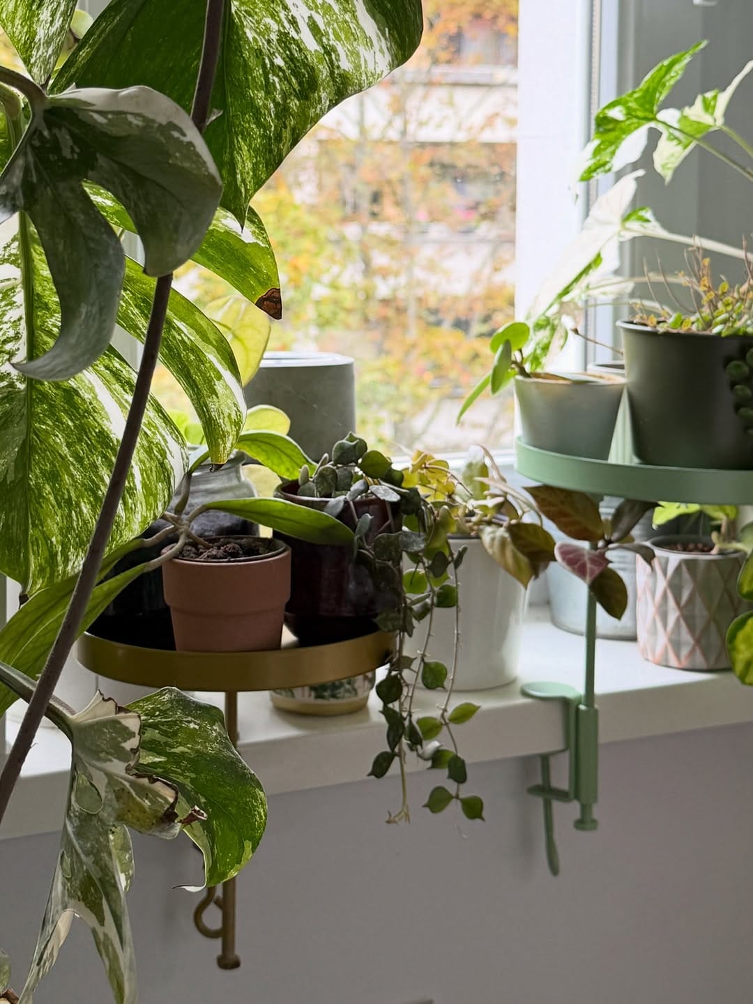 Post 7 by A store for plant lovers on Instagram (carousel)