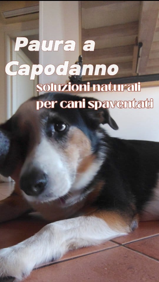 Post 8 by Lucia Mezzomonaco on Instagram (video)