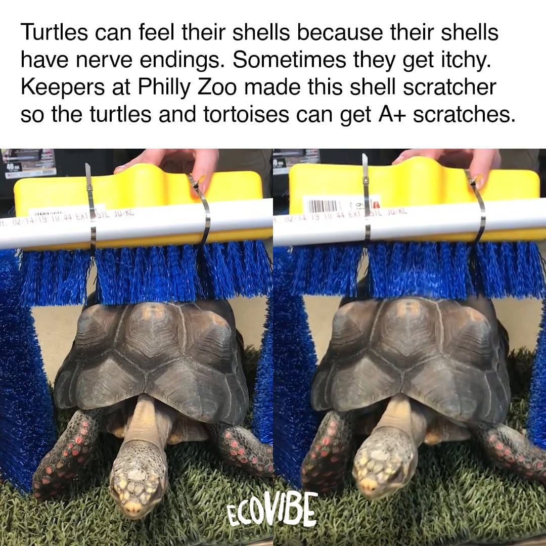Post 9 by EcoVibe 🌍 on Instagram (image)