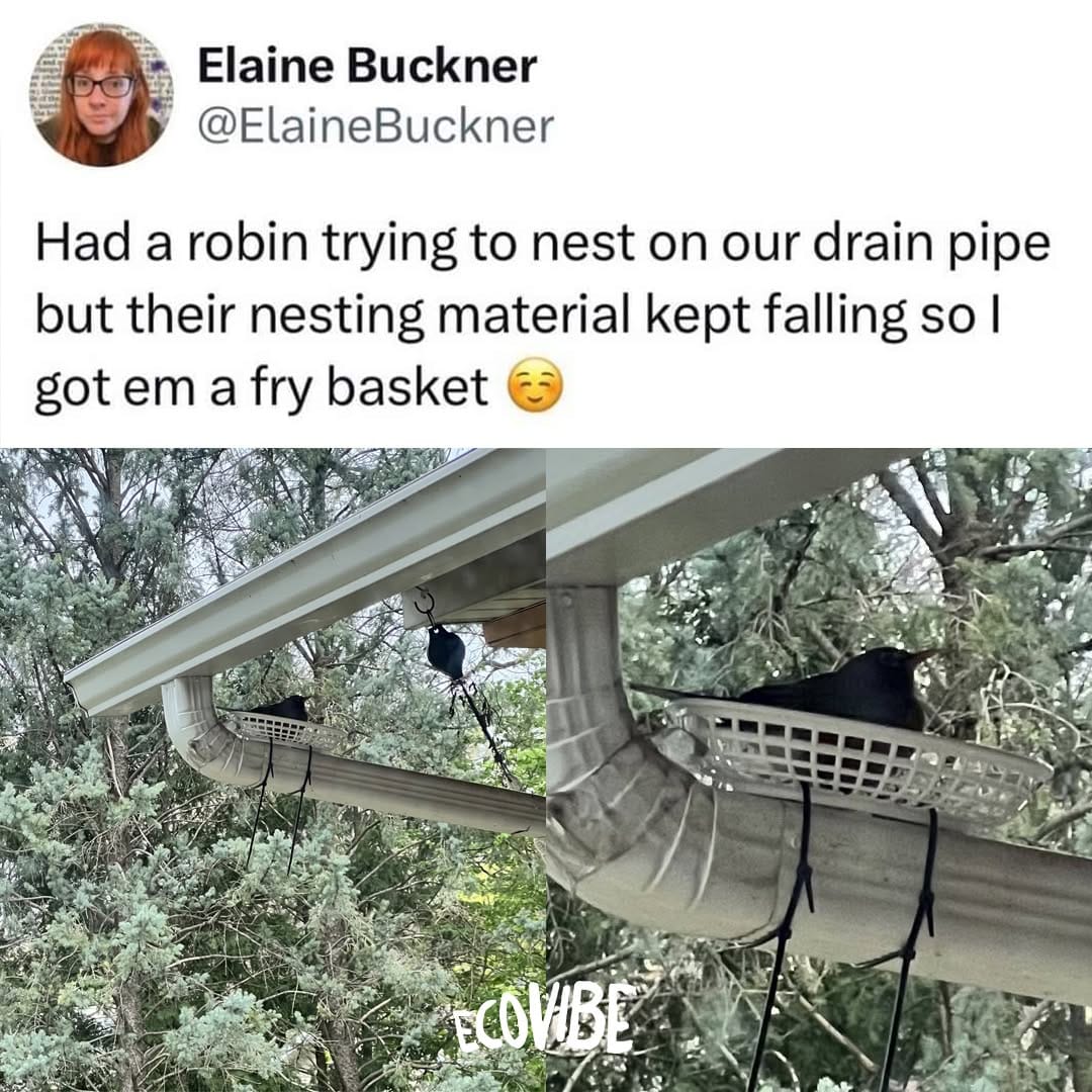 Post 8 by EcoVibe 🌍 on Instagram (image)