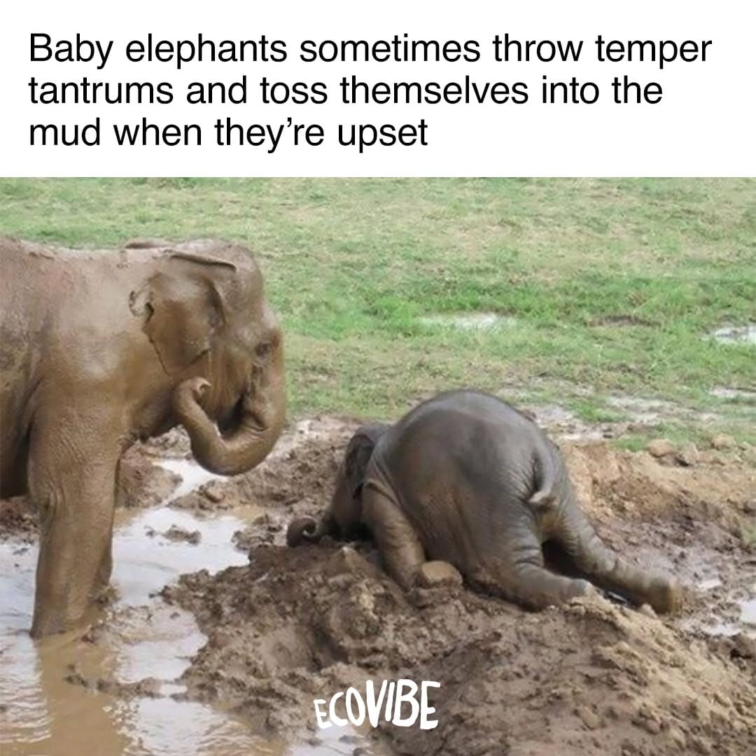 Post 7 by EcoVibe 🌍 on Instagram (image)