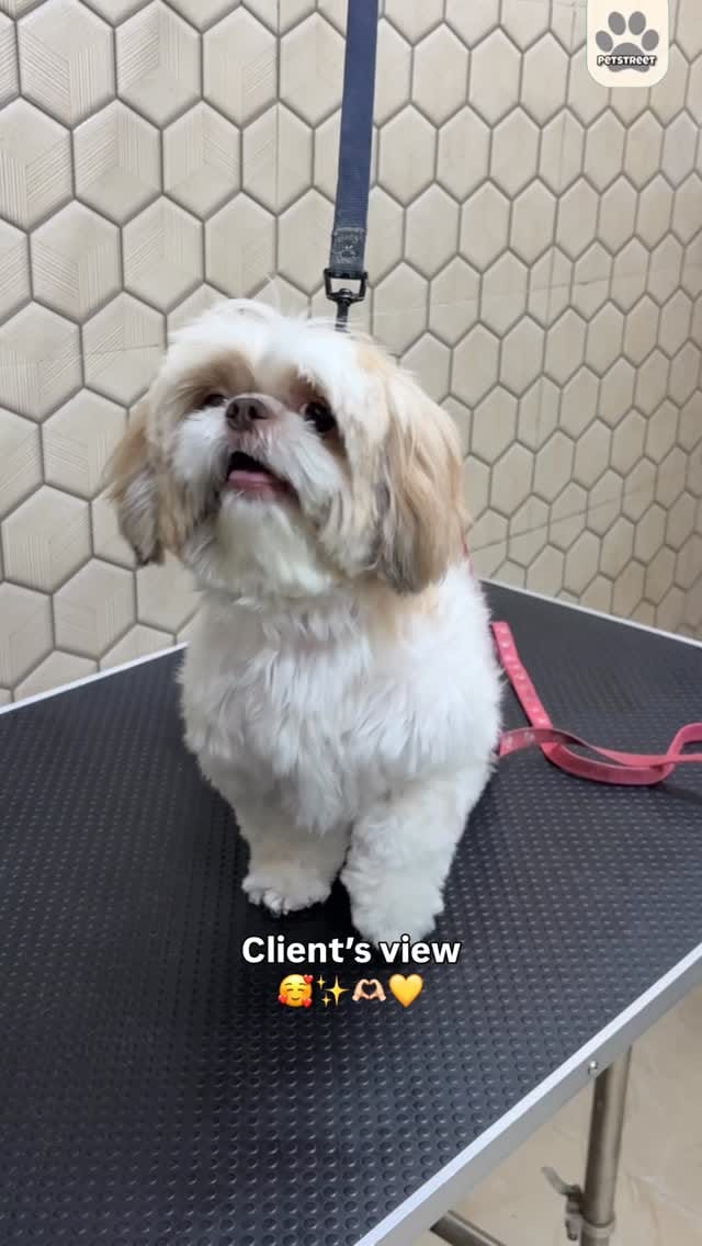 Post 5 by PETSTREET ™ | All-In-One Pet Care on Instagram (video)
