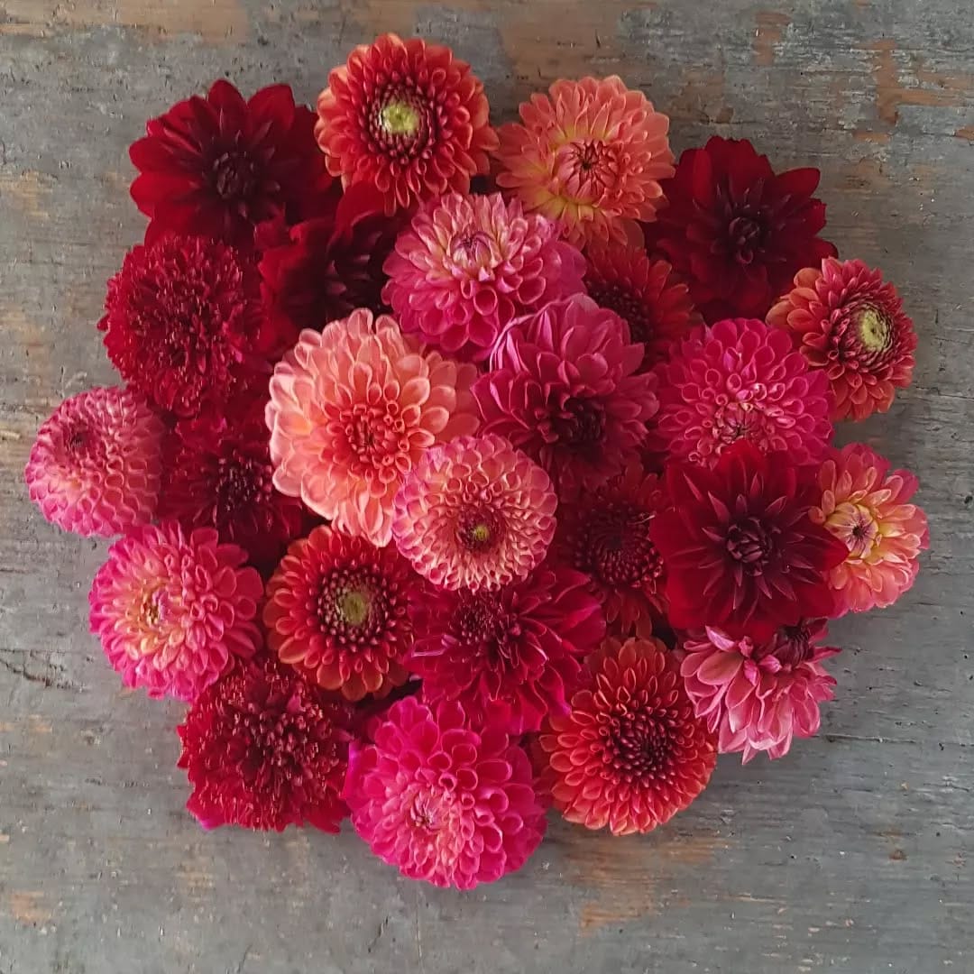Post 7 by Hanako Flowers on Instagram (image)