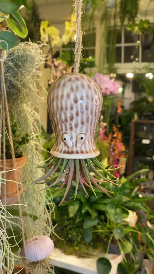 Post 6 by Pilea Living on Instagram (video)