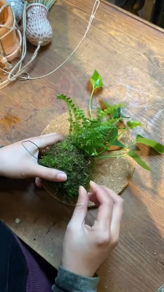 Post 1 by Pilea Living on Instagram (video)
