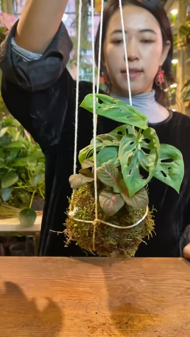Post 4 by Pilea Living on Instagram (video)