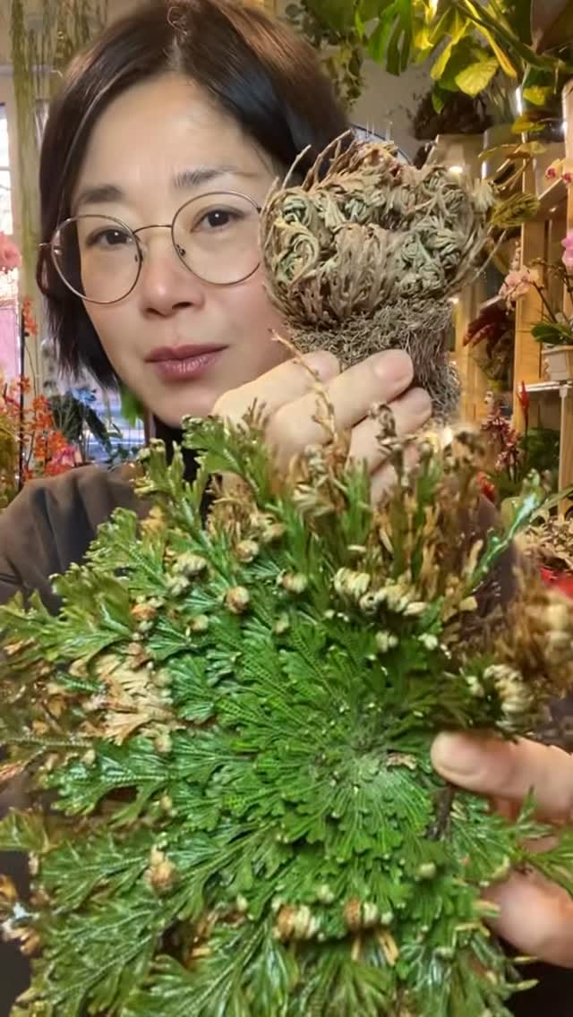 Post 5 by Pilea Living on Instagram (video)