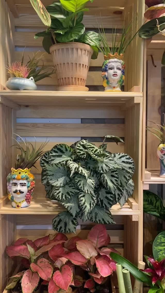 Post 7 by Pilea Living on Instagram (video)