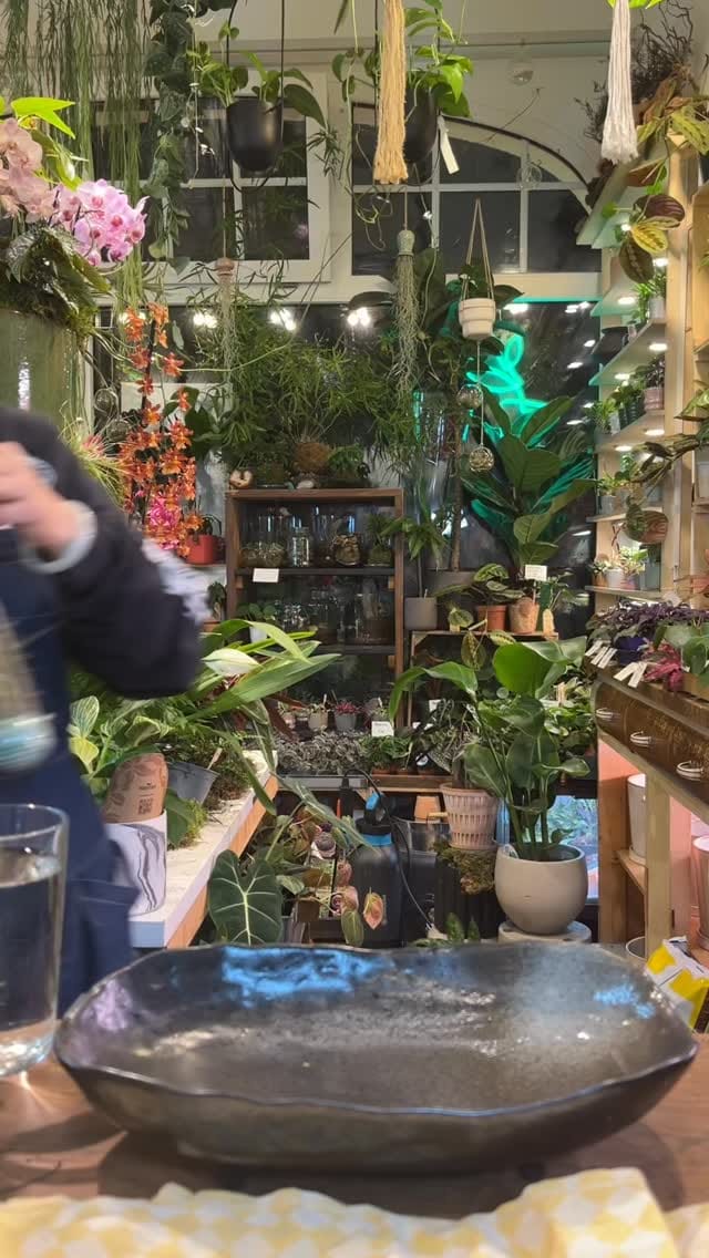 Post 9 by Pilea Living on Instagram (video)